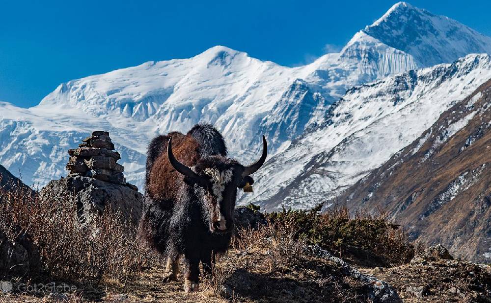 Yak Kharka